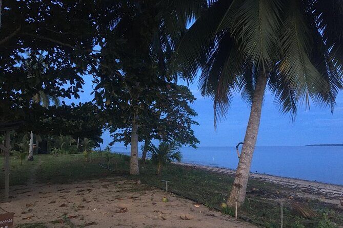 Mangrove Cruise with Fireflies Tour Including Dinner from Sandakan - A Detailed Look at the Mangrove Firefly Tour