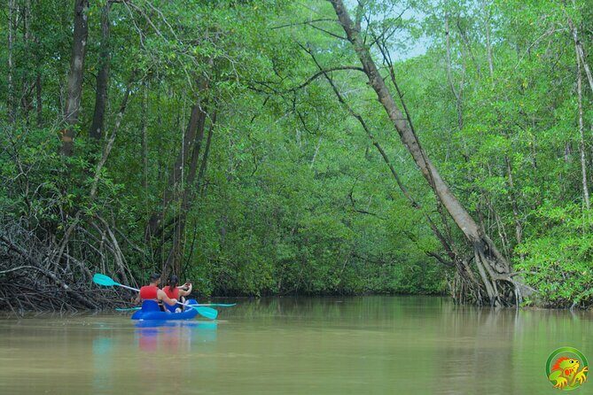Mangrove Damas Island Kayak Tours - A Closer Look at the Damas Island Kayak Tour