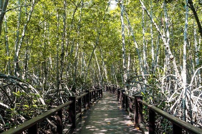 Mangrove Forest Hike and River Boat Ride with Private Guide from Hua Hin - A Close Look at the Tour Itself
