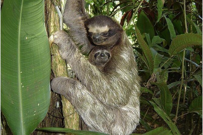 Mangrove & Gandoca Lagoon - Exploring the Mangrove & Gandoca Lagoon — A Balanced Look at Costa Rica’s Coastal Wilderness