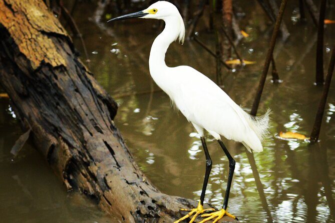 Mangrove Guided Tour - Key Points