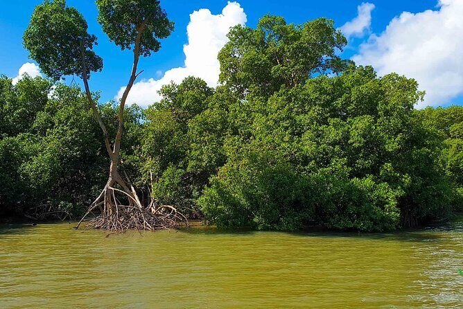 Mangrove Guided Tour - A Deep Dive into the Mangrove Guided Tour Experience
