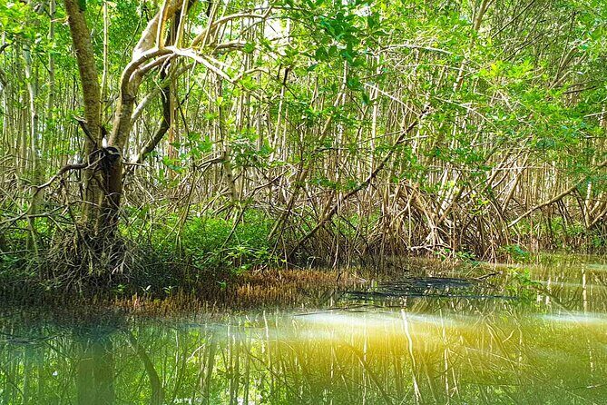 Mangrove Guided Tour - Frequently Asked Questions