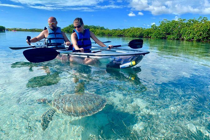 Mangrove & Iguana Clear Kayak Tour - Key Points