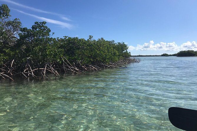 Mangrove & Iguana Clear Kayak Tour - Who is This Tour Best For?