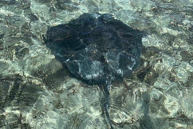 Mangrove & Iguana Clear Kayak Tour - About the Provider