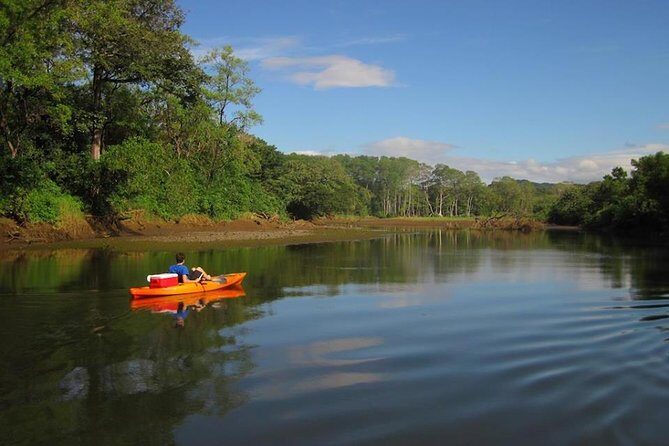 Mangrove Kayak - Setting the Scene: A Gentle Paddle Through Costa Rica’s Mangroves