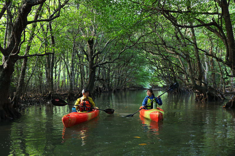 Mangrove Kayak and Waterfall Trek with Outdoor Lunch in Iriomote - Paddle into Iriomote’s mangroves