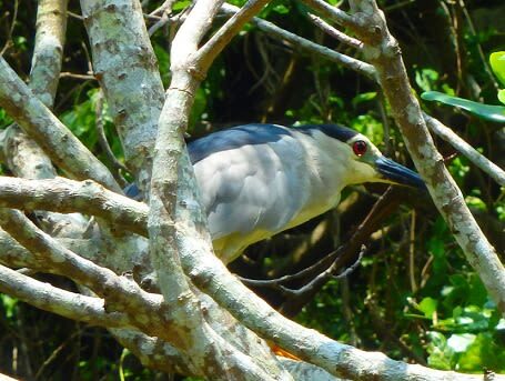 Mangrove Kayak Tour in Okinawa - A calm river, not a remote expedition