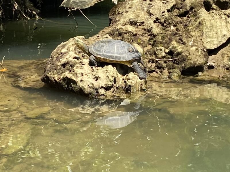 Mangrove Kayak Tour in Okinawa - An hour among mangroves and riverbank life
