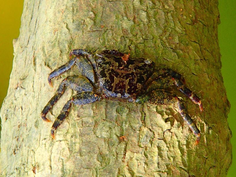 Mangrove Kayak Tour in Okinawa - What the $34.60 starting price buys