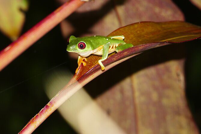 Mangrove Night Tour - Key Points