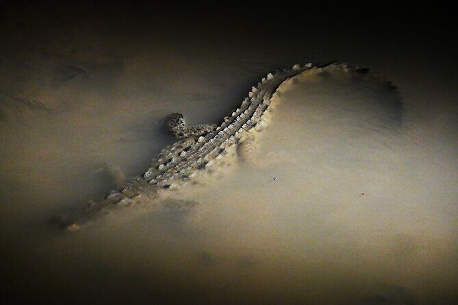 Mangrove Night Tour - Final Thoughts: Who This Tour Is Best For