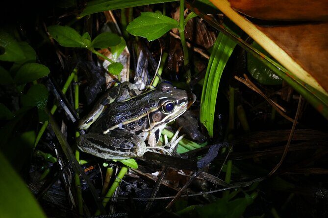Mangrove Night Tour - Frequently Asked Questions (FAQs)