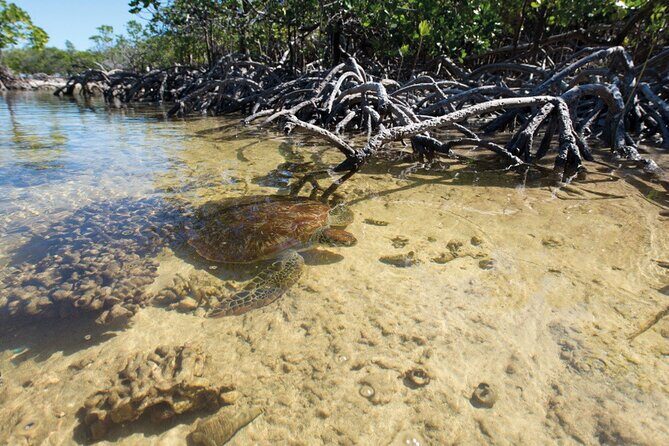 Mangrove Paddle Ride Sainte Anne Guadeloupe - Why This Tour Offers Real Value