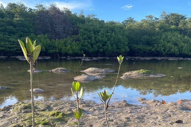 Mangrove Reforestation and Exploration around the Nusa Islands - Value and Who It’s Best For