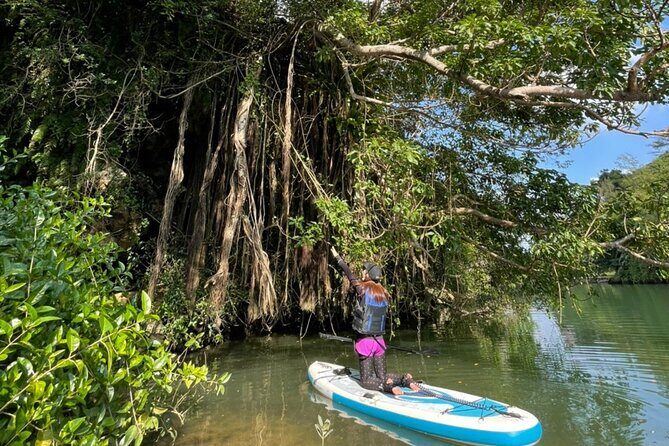 Mangrove SUP in Okinawa - Discover the Serenity of Mangrove SUP in Okinawa