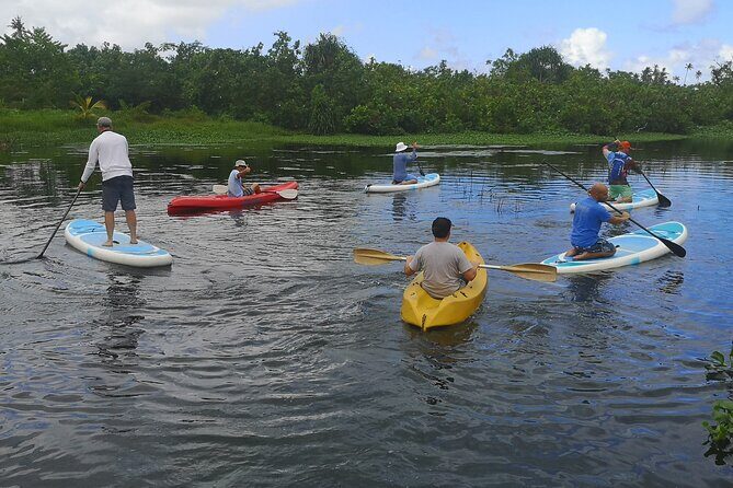 Mangrove to Lagoon Kayak and Paddleboard Adventure - Who Will Appreciate This Tour?