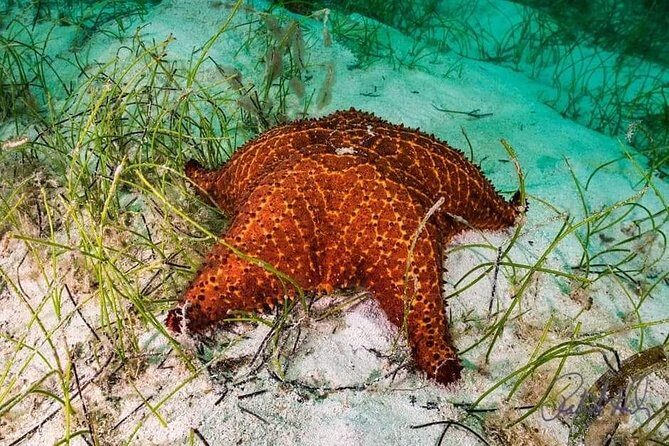 Mangrove tour,Horseback Riding, Snorkeling and beach in Roatan - Cost and Value