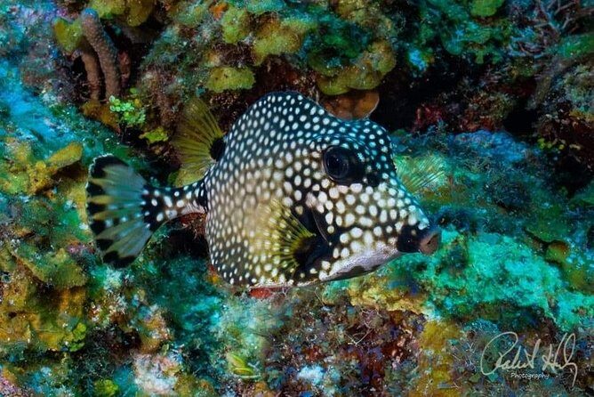 Mangrove tour,Horseback Riding, Snorkeling and beach in Roatan - Practical Details and Considerations