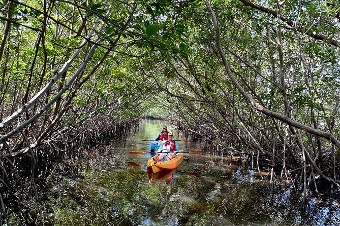 Mangrove Tunnel Kayak Eco Tour - Exploring the Mangrove Tunnel Kayak Eco Tour – A Natural Florida Adventure