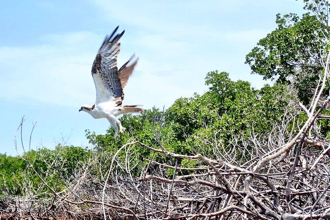 Mangrove Tunnel Kayak Eco Tour - FAQ