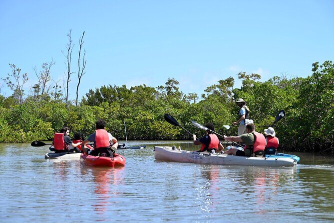 Mangrove Tunnel Kayak Eco Tour - Final Thoughts