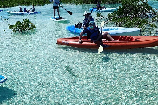 Mangroves Kayak Tour - Final Thoughts