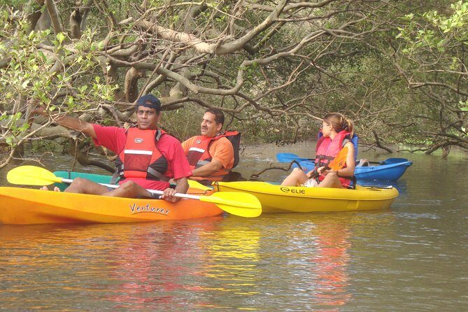 Mangroves Magic Goa Kayaking Experience - What Is This Tour All About?