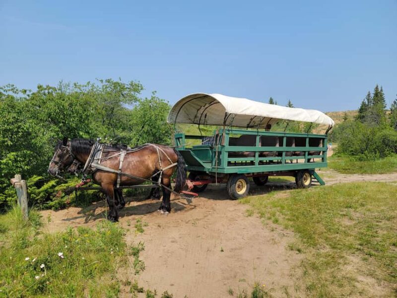Manitoba: Horse-Drawn Wagon Ride in Spruce Woods Park - Key Points