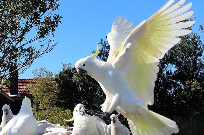 Manly and more private tour - The Sum Up
