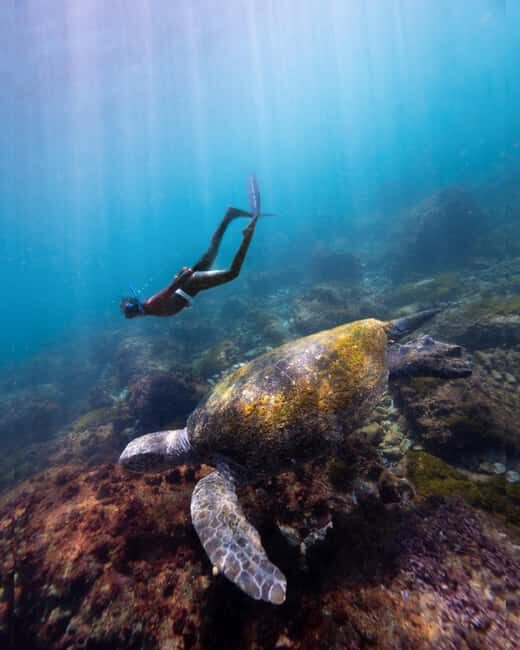 Manly: Beginner Freediving: Breath-Hold & Ocean Exploration - Key Points