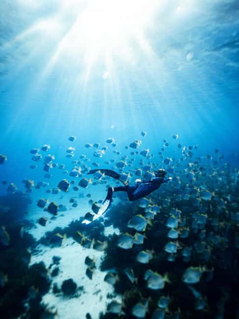 Manly: Beginner Freediving: Breath-Hold & Ocean Exploration - An In-Depth Look at the Freediving Experience in Manly