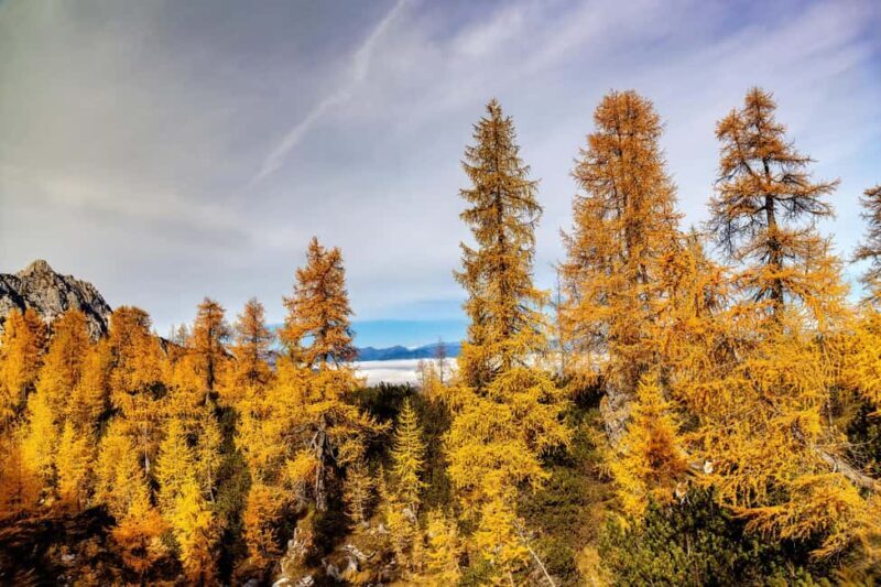 Manning Park: The Quest for the Golden Larch Tree - The Full Experience: What to Expect on the Manning Park Golden Larch Trek