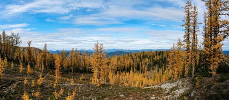 Manning Park: The Quest for the Golden Larch Tree - The Sum Up