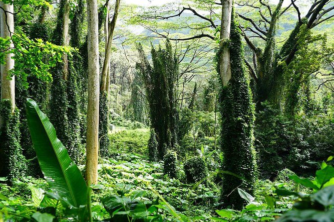 Manoa Waterfall Hike From Waikiki With Healthy Lunch Included - Final Thoughts