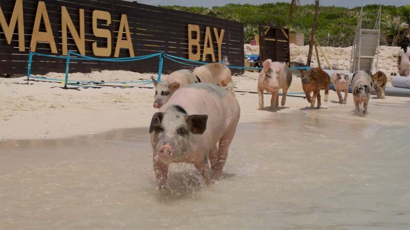 Mansa Bay w/ Swimming Pigs, Banana Boat, JetSki & Snorkeling - In-Depth Review of the Mansa Bay Tour