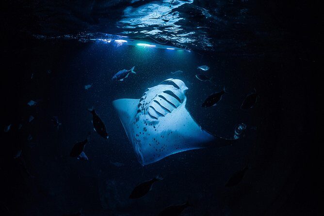 Manta Mania - Manta Ray Night Snorkel - Small-Group Experience In Kona, Hawaii - The Experience: A Deep Dive into the Tour
