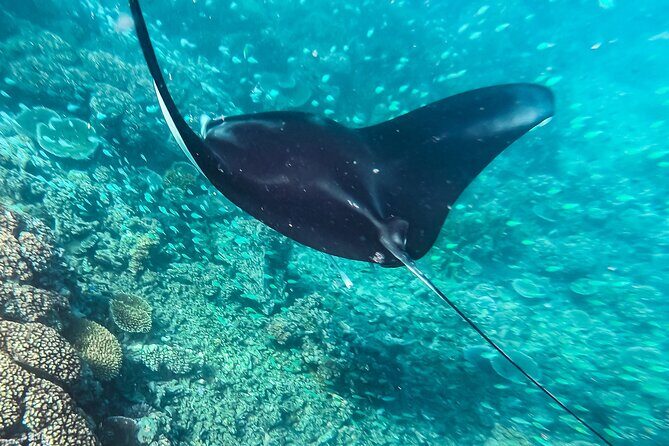 Manta Ray Experience - The Itinerary: What You Can Expect