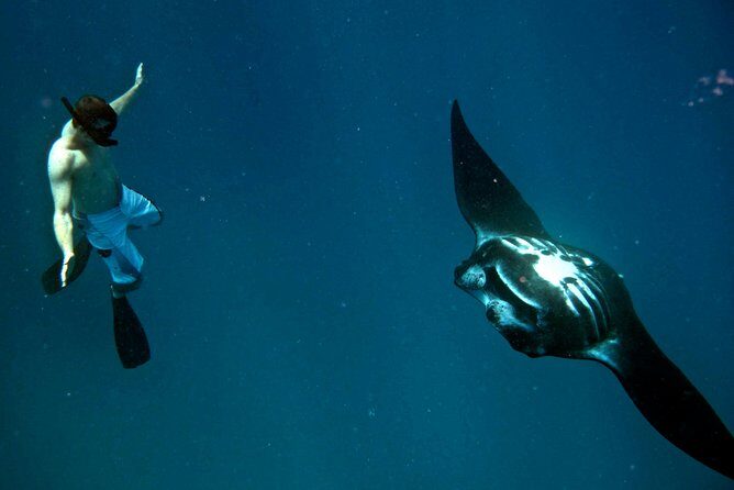 Manta Ray Experience - The Balance: Is It Worth It?