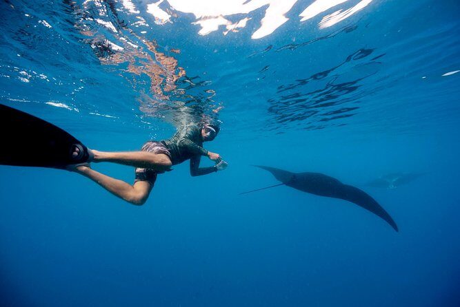 Manta Ray Experience - Who Would Enjoy This Tour?