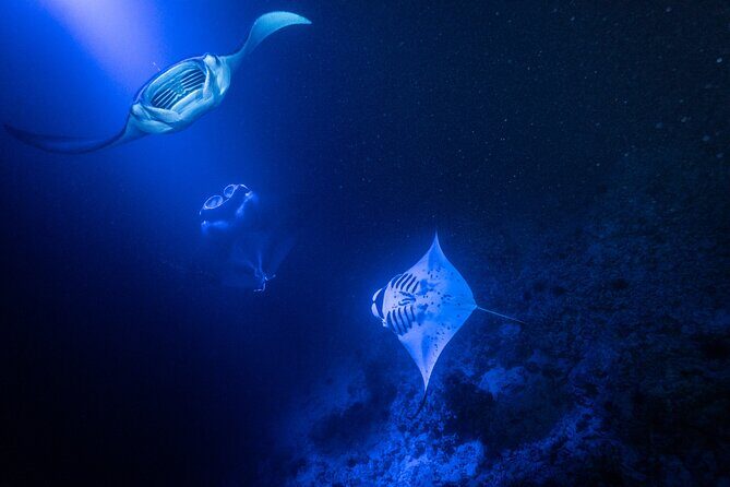 Manta Ray Night Snorkel Adventure in Kailua-Kona - The Authenticity and Value of the Experience