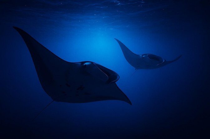 Manta Ray Night Snorkel Adventure in Kailua-Kona - Who Should Consider This Tour?