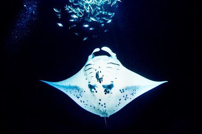 Manta Ray Night Snorkel and Dive - Discover the Big Island’s Nighttime Marvels: Manta Ray Snorkel and Dive