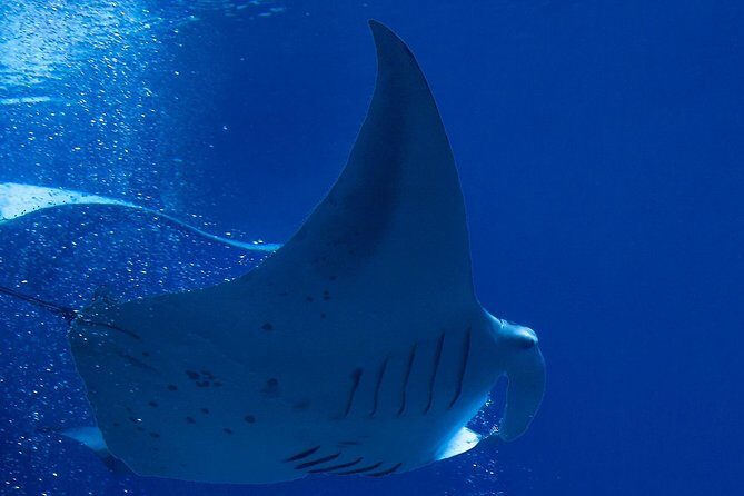 Manta Ray Night Snorkel at Kona, Big Island - The Itinerary and What to Expect