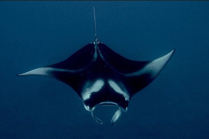 Manta Ray Night Snorkel Experience of a Lifetime - A Detailed Look at the Manta Ray Night Snorkel Tour