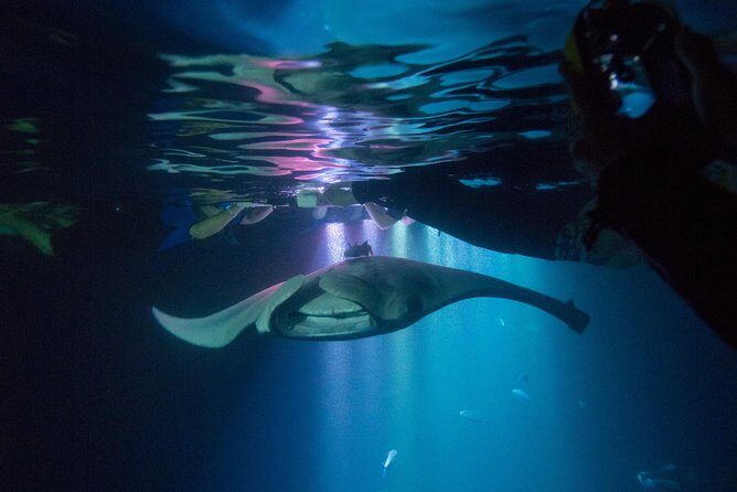 Manta Ray Night Snorkel Tour from Kona - A Deep Dive into the Manta Ray Night Snorkel Experience