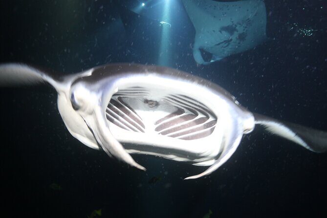 Manta Ray Night Snorkel Tour from Kona - FAQs