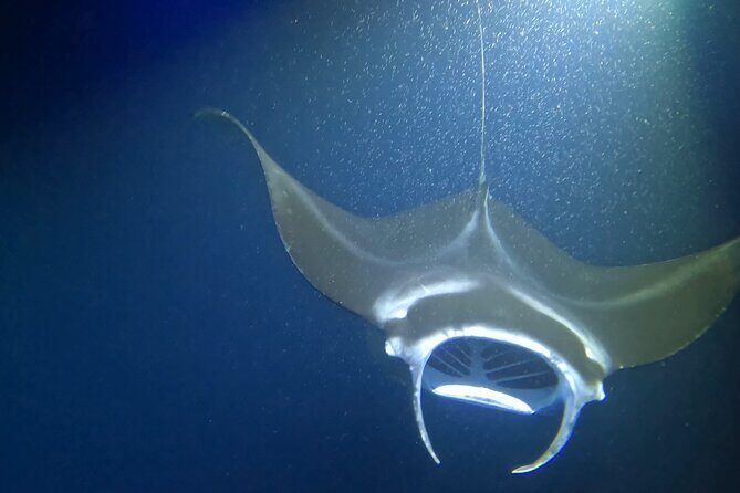 Manta Ray Snorkel Experience - FAQ