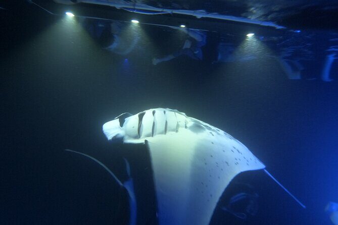 Manta Ray Snorkeling by Night in Kailua-Kona, Hawaii - FAQ